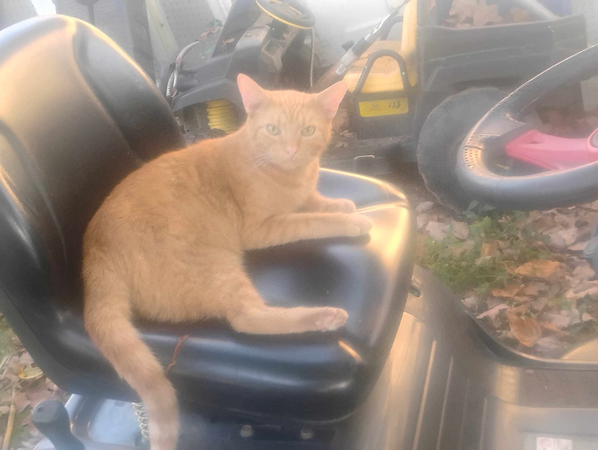Ginger is registered to the contest to win money with this photo: cat, ginger_cat, animal, pet, seat, black_leather, garden_vehicle, steering_wheel, outdoor, leaves, fall, nature, relaxing, feline, vehicle, wheel, yard, daylight, fuzzy, soft_focus