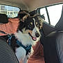 Freyja a rejoint le concours — aidez-le/la à gagner de superbes lots ! dog, canine, pet, car_interior, backseat, harness, happy, fluffy, black_and_white, tan, window, seat_cover, textured_seat, domestic_animal, looking_out_window, leash, side_window, excited, animal, transportation