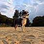 Freyja participe au concours pour gagner de l'argent avec cette photo : dog, outdoor, sand, tree, sky, cloud, collar, animal, nature, pet, canine, fur, landscape, sunlight, park, fence, standing, profile, mammal, adventure