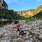 Freyja participe au concours pour gagner de l'argent avec cette photo : dog, life_jacket, riverbank, rocks, water, trees, cliffs, outdoor, nature, sky, greenery, landscape, pet, animal, adventure, sunlight, wildlife, calm, scenic, daylight