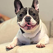 Belkis Miranda is registered to the contest to win money with this photo: animal, canine, closeup, companion, couch, cute, dog, domestic_animal, ears_up, french_bulldog, friendly, fur, indoor, mammal, paw, pet, portrait, relaxed, smiling, tongue_out