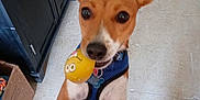 Buddy joined the competition — help win amazing prizes! blue_harness, brown_and_white, cabinet, cardboard_box, close_up, curious, dog, domestic, ears_up, floor, happy, indoor, looking_up, mouth_open, pet, playful, standing, tile, toy, yellow
