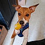 blue_harness, brown_and_white, cabinet, cardboard_box, close_up, curious, dog, domestic, ears_up, floor, happy, indoor, looking_up, mouth_open, pet, playful, standing, tile, toy, yellow
