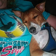 Buddy joined the competition — help win amazing prizes! animal, blue, casual, closeup, comfort, companion, couch, dog, friendship, harness, human, indoor, person, pet, portrait, relaxed, resting, sleeping, softball, tshirt