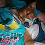 animal, blue, casual, closeup, comfort, companion, couch, dog, friendship, harness, human, indoor, person, pet, portrait, relaxed, resting, sleeping, softball, tshirt