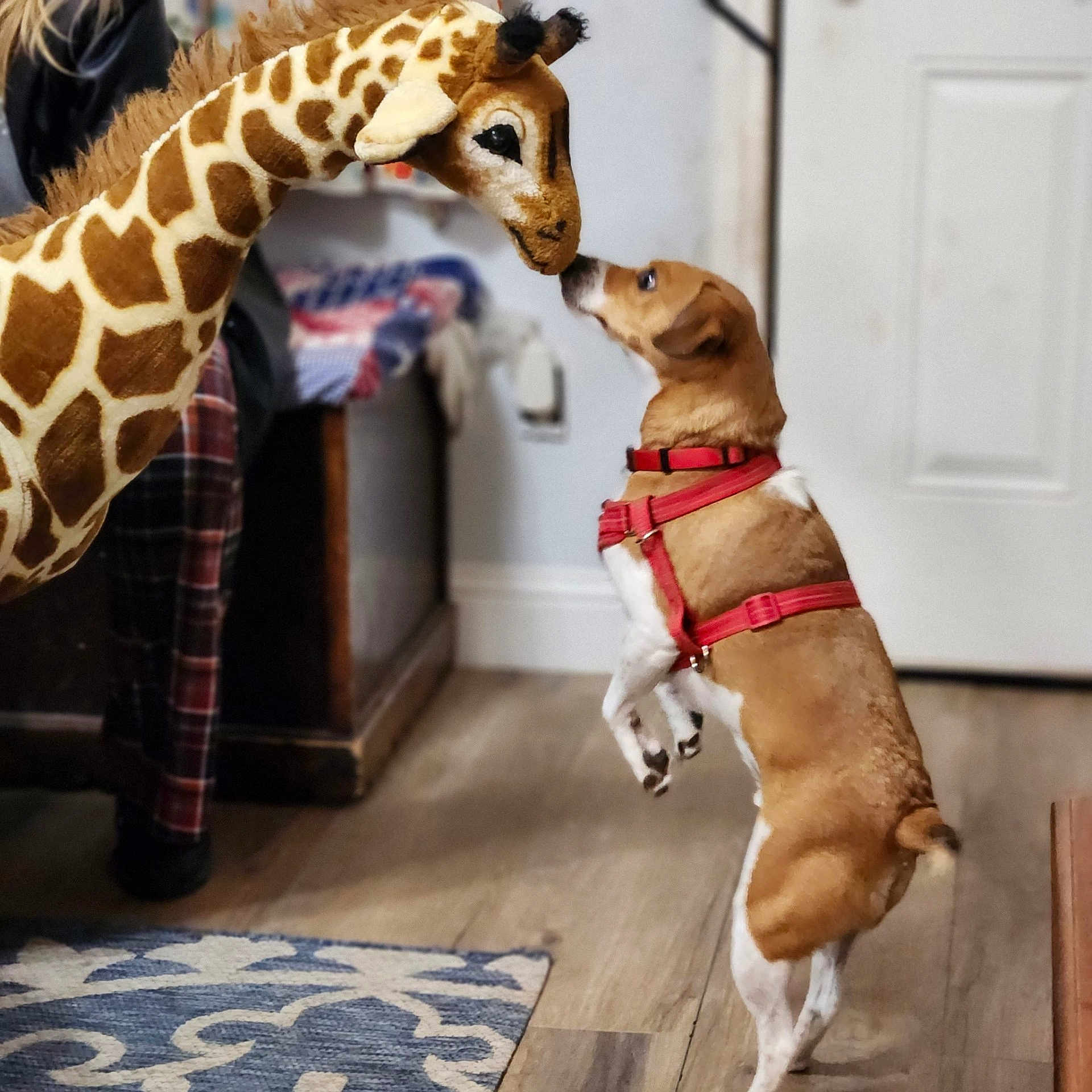 Buddy joined the competition — help win amazing prizes! accessories, adult, animal, canine, dog, female, giraffe, hardwood, harness, homedecor, hound, indoors, interiordesign, person, pet, puppy, rug, strap, woman, wood