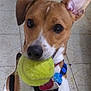 Buddy is registered to the contest to win money with this photo: animal, black, brown, close_up, collar, dog, domestic_animal, ears, floor, focus, indoor, looking_up, mammal, pet, pet_accessory, playful, tennis_ball, toy, white, young_dog