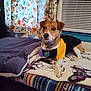 Buddy is registered to the contest to win money with this photo: air_conditioner, bed, blanket, brown_dog, clothing, collar, comfort, curtain, dog, domestic, floral_curtain, furniture, indoor, looking, patterned_blanket, pet, resting, tag, white_paws, window