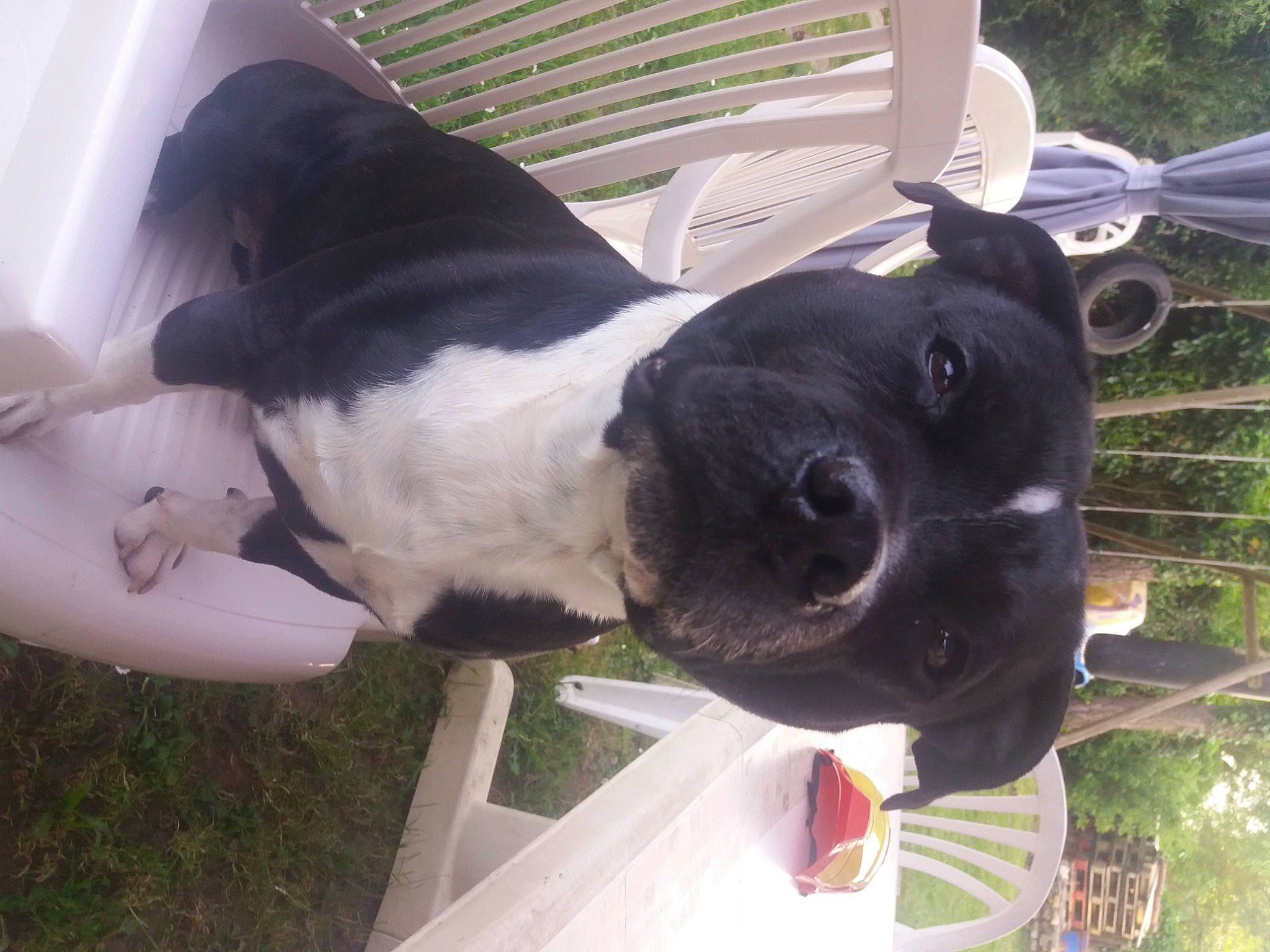 Jarko a rejoint le concours — aidez-le/la à gagner de superbes lots ! boston_terrier, canidae, carnivore, dairy_cow, dog, dog_breed, non_sporting_group, nose, pointer, snout, sporting_group