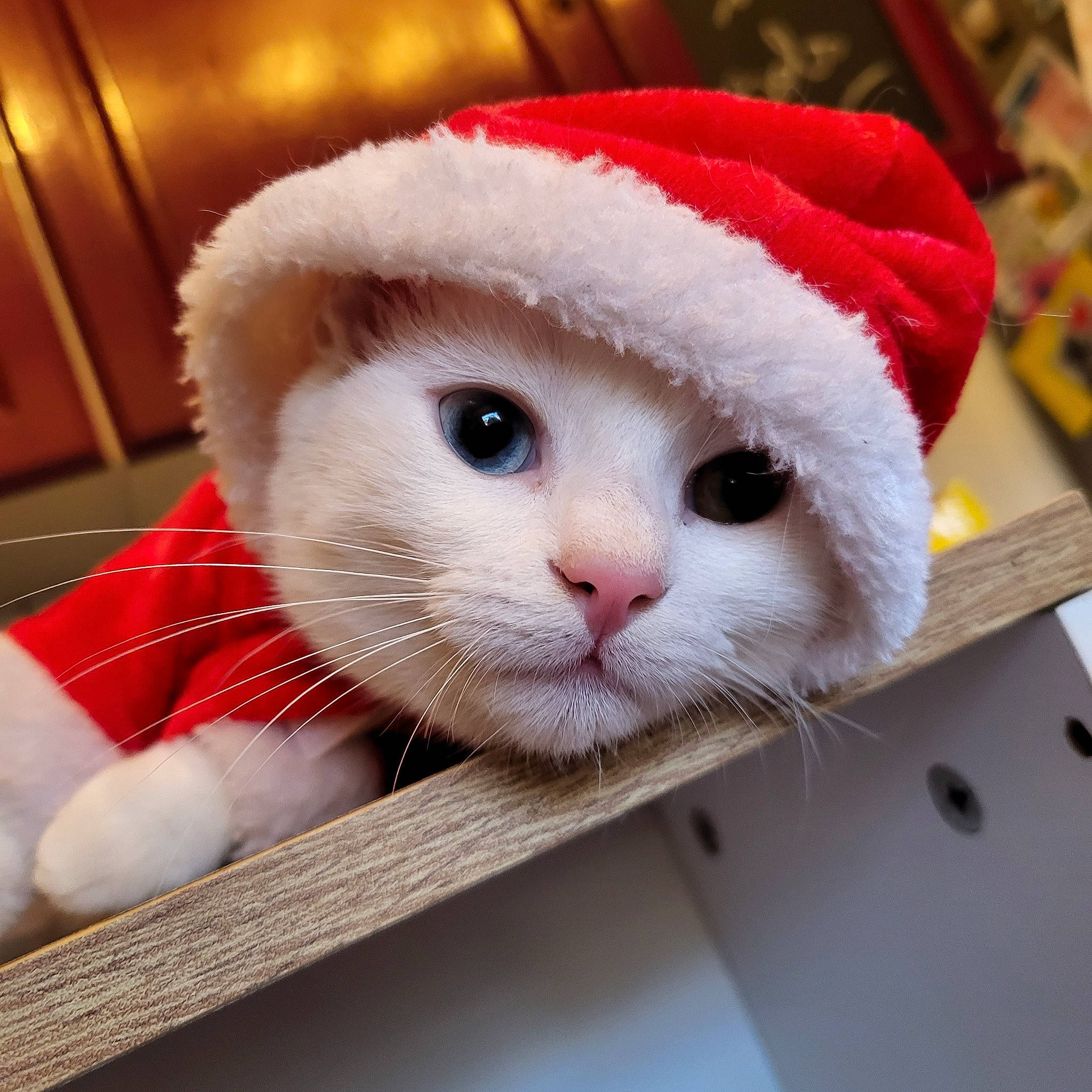 Minnie a rejoint le concours — aidez-le/la à gagner de superbes lots ! carnivore, cat, christmas, comfort, domestic_short_haired_cat, fawn, felidae, foot, fur, hat, holiday, linens, plush, small_to_medium_sized_cats, snout, stuffed_toy, tail, whiskers, wood, wool