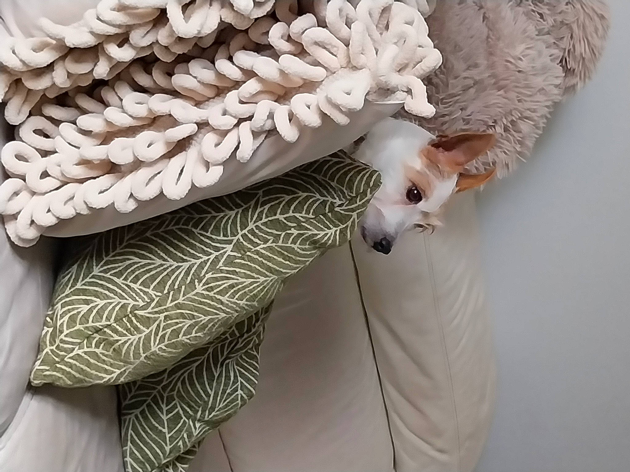 Liberty participe au concours pour gagner de l'argent avec cette photo : bridal_accessory, curtain, day_dress, dress, event, eyelash, fashion_design, feather, formal_wear, fur, grey, linens, neck, outerwear, pattern, peach, sleeve, textile, waist, wool