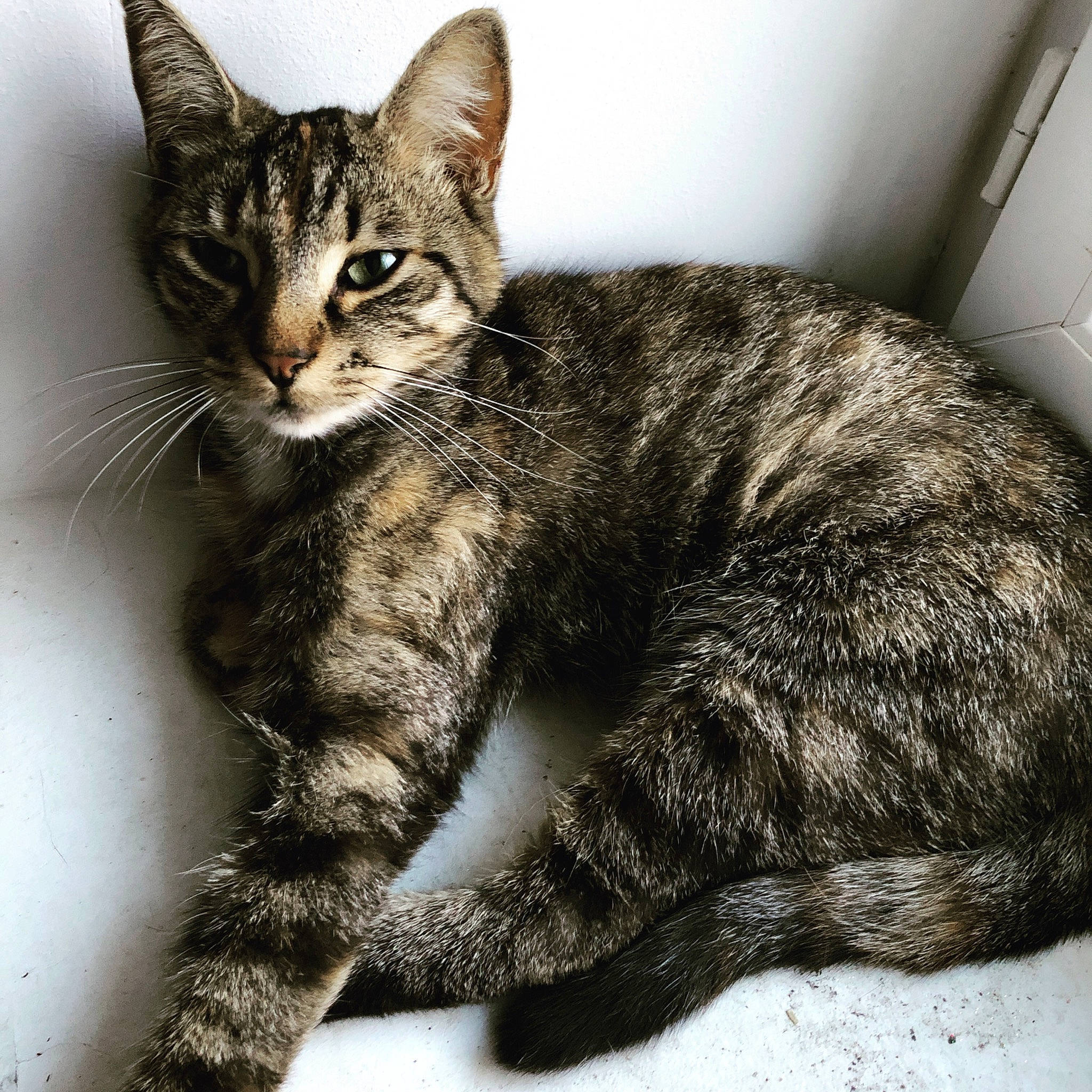 Channelle participe au concours pour gagner de l'argent avec cette photo : aegean_cat, american_wirehair, asian, carnivore, cat, domestic_short_haired_cat, dragon_li, european_shorthair, felidae, fur, german_rex, kitten, mammal, sitting, small_to_medium_sized_cats, snout, tabby_cat, vertebrate, whiskers, wild_cat