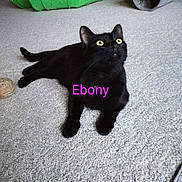 Ebony is registered to the contest to win money with this photo: cat, black_cat, pet, animal, feline, lying_down, carpet, indoor, home, yellow_eyes, portrait, relaxed, playful, toys, green_toy, gray_toy, yarn_ball, pink_text, text_overlay, photography