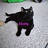 cat, black_cat, pet, animal, feline, lying_down, carpet, indoor, home, yellow_eyes, portrait, relaxed, playful, toys, green_toy, gray_toy, yarn_ball, pink_text, text_overlay, photography