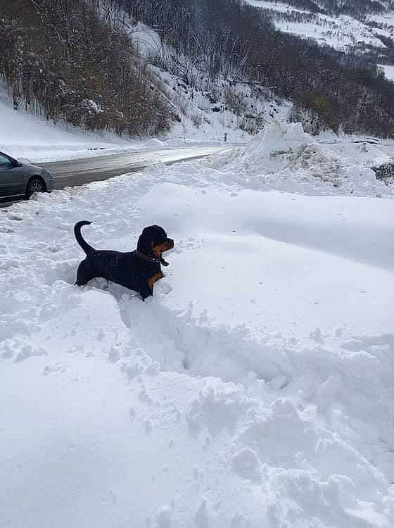 Ruby participe au concours pour gagner de l'argent avec cette photo : canidae, carnivore, companion_dog, dog, dog_breed, event, freezing, guard_dog, mountain, plant, recreation, slope, snow, sporting_group, tail, tire, vehicle, wheel, winter, working_dog