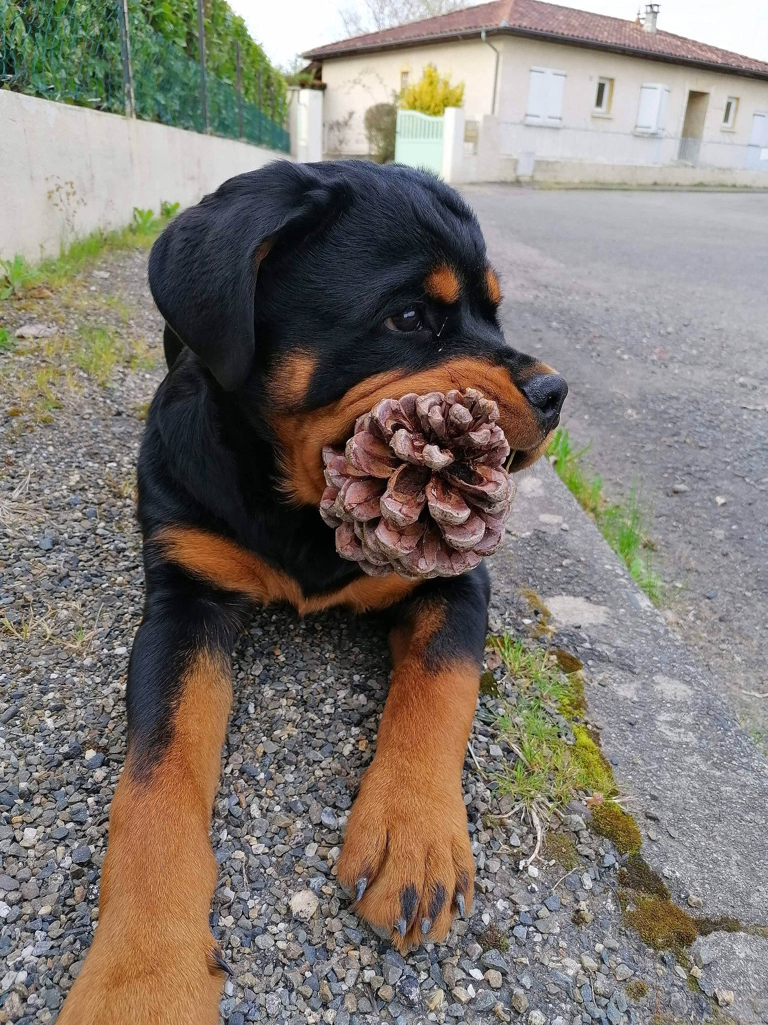 Ruby a rejoint le concours — aidez-le/la à gagner de superbes lots ! art, canidae, carnivore, companion_dog, dog, dog_breed, fawn, grass, guard_dog, house, liver, plant, rottweiler, sky, snout, sporting_group, tree, window, working_animal, working_dog