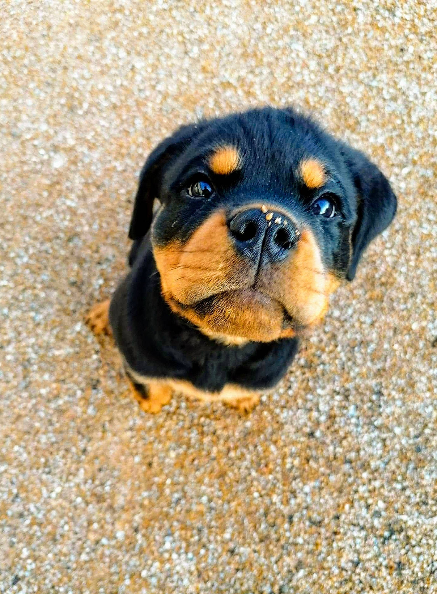 Ruby participe au concours pour gagner de l'argent avec cette photo : canidae, carnivore, companion_dog, dog, dog_breed, electric_blue, fawn, molosser, paw, road_surface, sand, shadow, snout, soil, sporting_group, terrestrial_animal, toy_dog, whiskers, working_dog, wrinkle