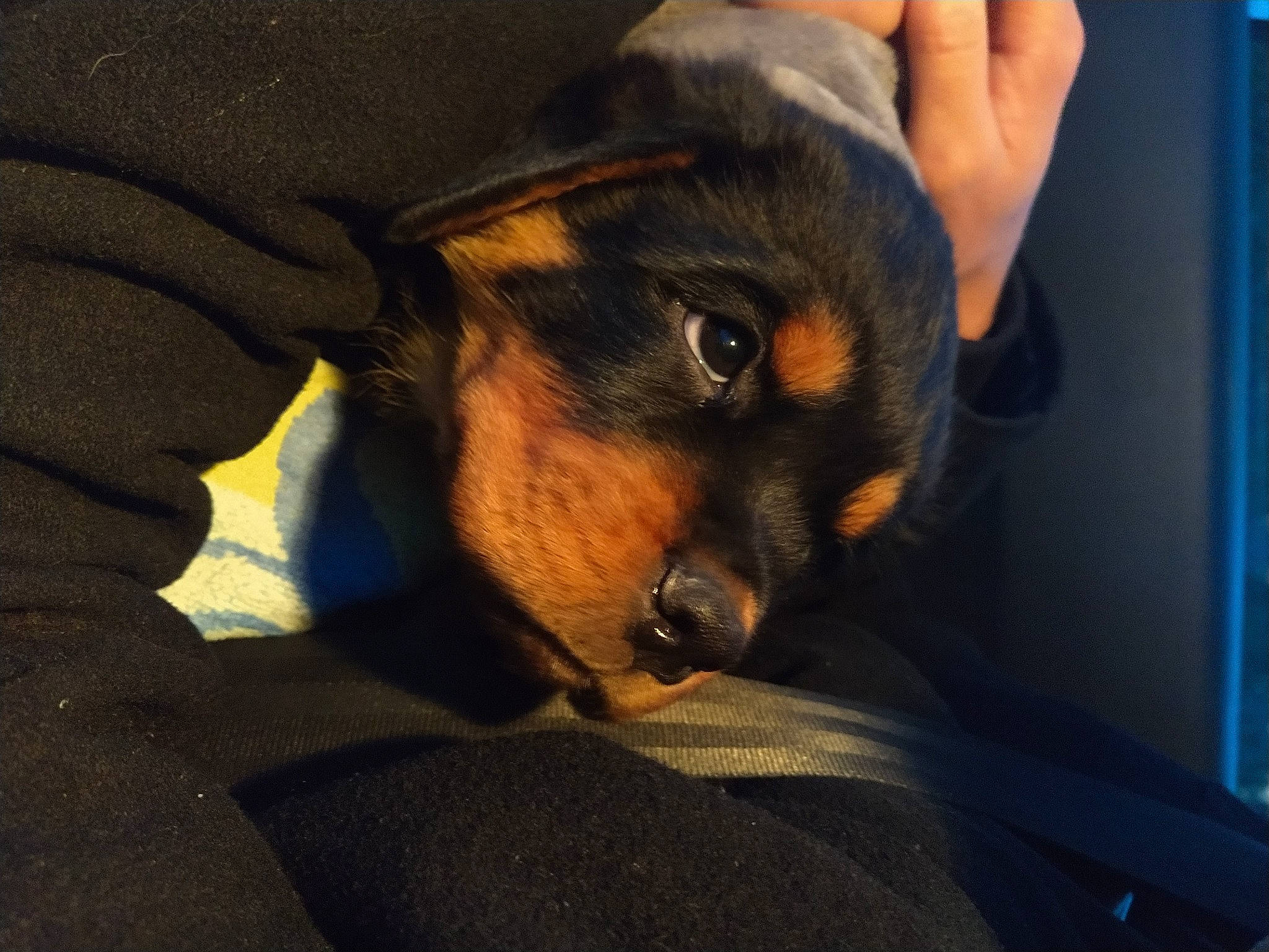 Ruby a rejoint le concours — aidez-le/la à gagner de superbes lots ! carnivore, comfort, companion_dog, couch, dog, dog_breed, ear, elbow, electric_blue, fur, gesture, guard_dog, human_leg, nail, paw, rottweiler, sporting_group, toy_dog, whiskers, wrist