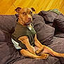 Levi joined the competition — help win amazing prizes! ancient_dog_breeds, canidae, carnivore, comfort, companion_dog, dog, dog_breed, dog_clothes, dog_supply, fawn, fur, guard_dog, non_sporting_group, pet_supply, sitting, sporting_group, street_dog, terrestrial_animal, toy_dog, working_animal