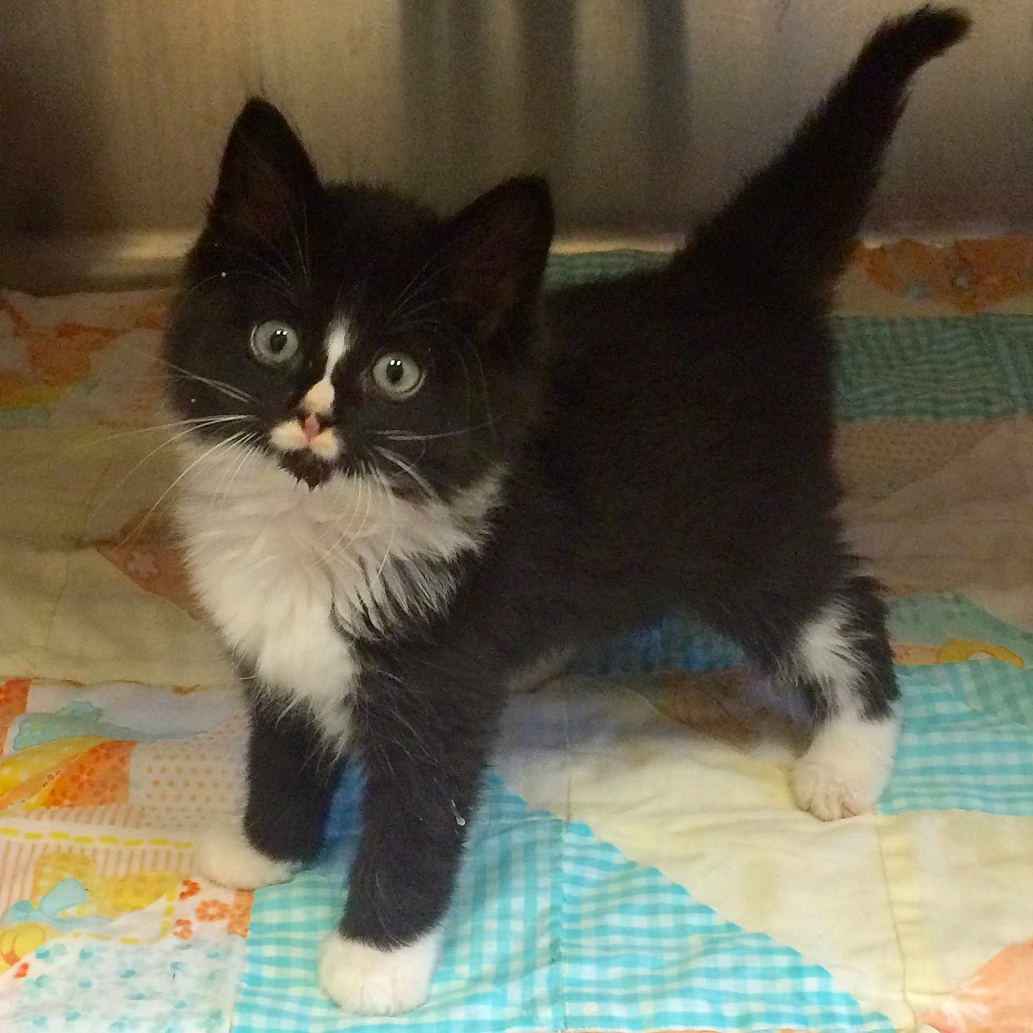 Solomon is registered to the contest to win money with this photo: aegean_cat, black_cat, cat, cat_like_mammal, domestic_long_haired_cat, domestic_short_haired_cat, european_shorthair, kitten, norwegian_forest_cat, small_to_medium_sized_cats, snout, whiskers