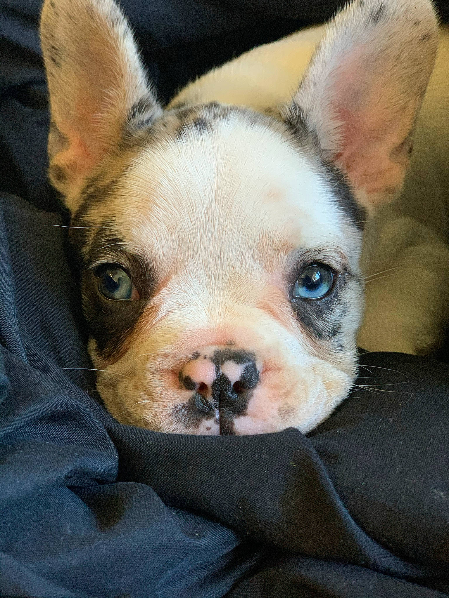 Gray joined the competition — help win amazing prizes! canidae, carnivore, close_up, dog, dog_breed, fawn, neck, non_sporting_group, organ, skin, small_terrier, snout, suidae, terrier, toy_dog, vertebrate, whiskers