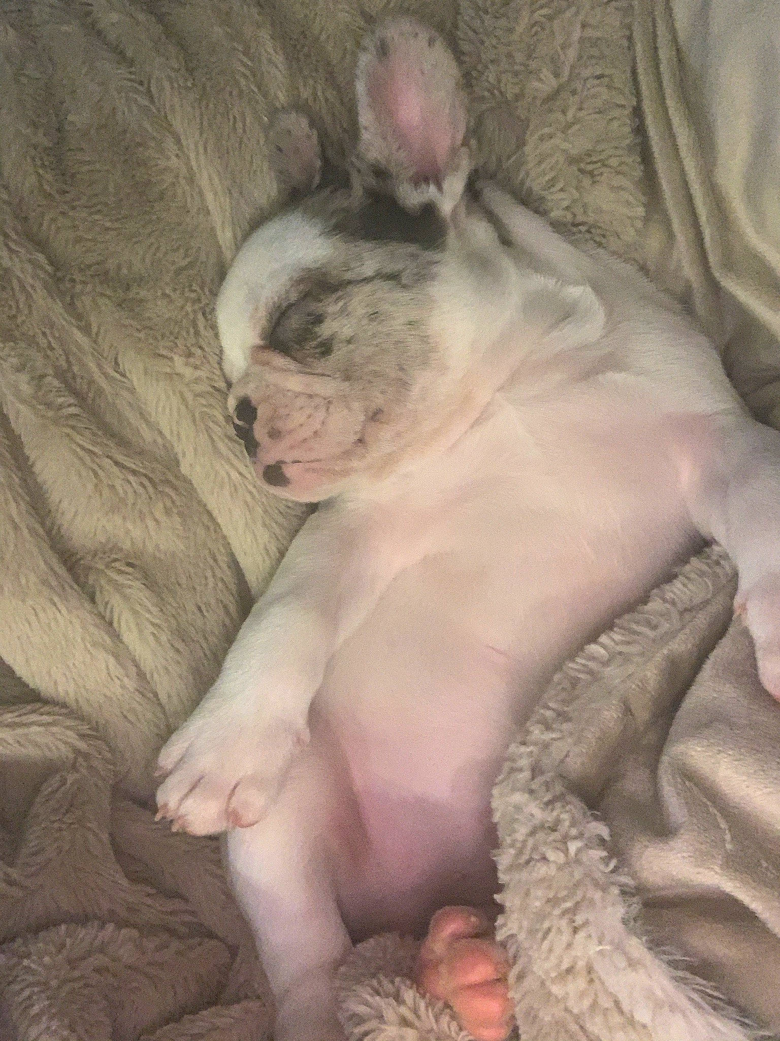 Gray joined the competition — help win amazing prizes! barefoot, comfort, dog_breed, fawn, flesh, foot, fur, linens, non_sporting_group, paw, peterbald, pink, skin, snout, sphynx, terrestrial_animal, toe, toy_dog, whiskers, wrinkle