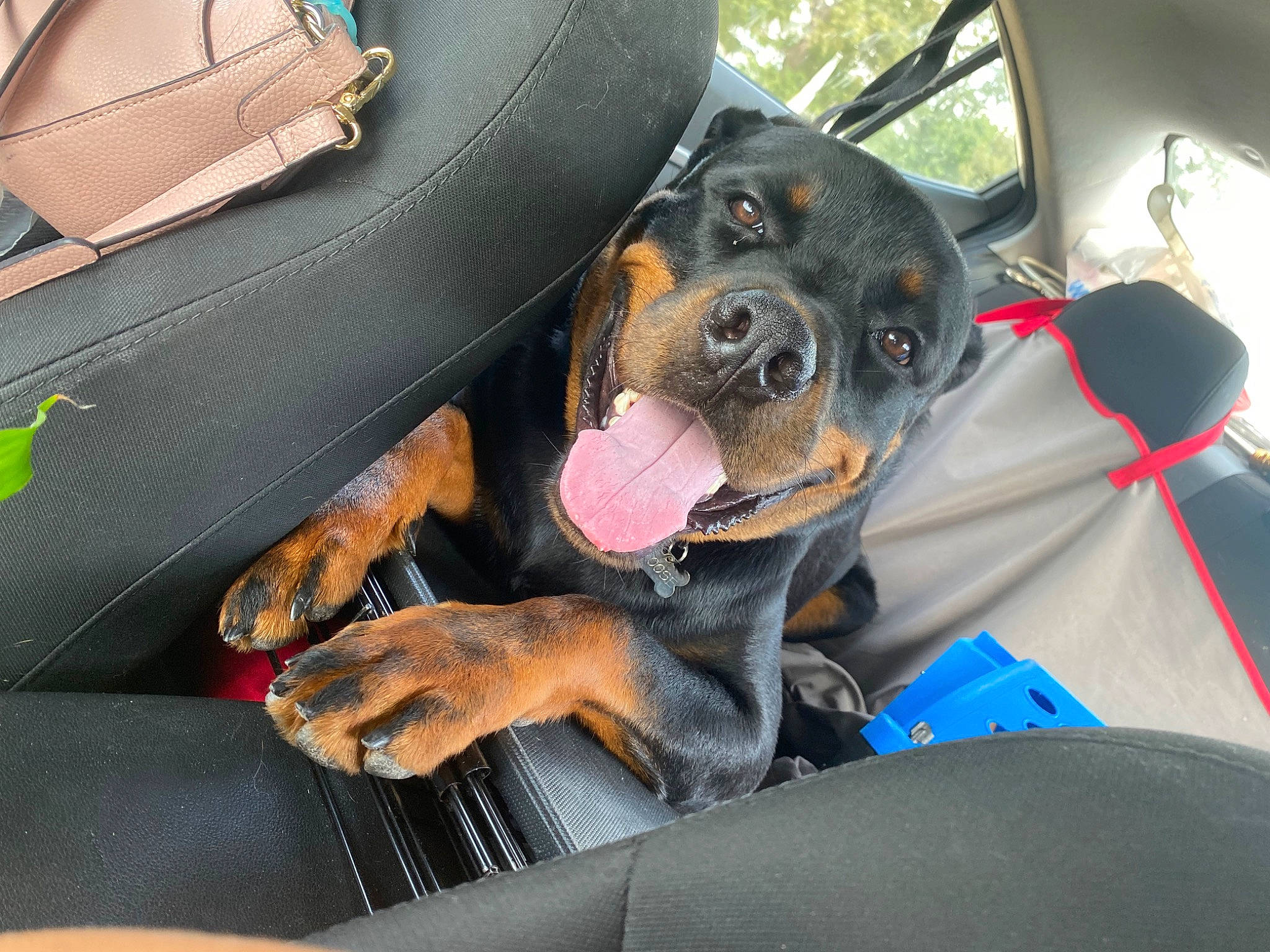 Moose joined the competition — help win amazing prizes! canidae, car_seat, car_seat_cover, carnivore, comfort, companion_dog, dog, dog_breed, guard_dog, head_restraint, paw, pinscher, prazsky_krysarik, snout, sporting_group, toy_dog, vehicle, vehicle_door, working_animal, working_dog
