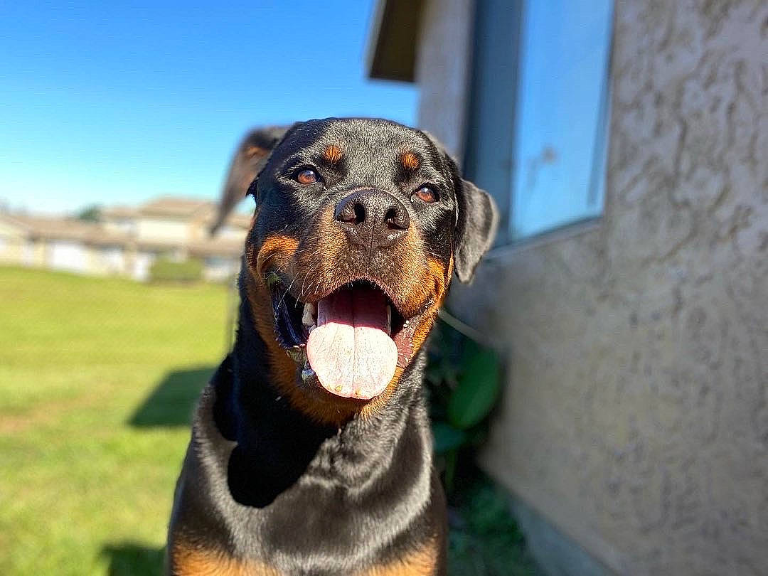 Moose is registered to the contest to win money with this photo: canidae, carnivore, collar, companion_dog, dog, dog_breed, dog_collar, grass, guard_dog, happy, leash, pinscher, sky, snout, sporting_group, terrestrial_animal, whiskers, window, working_animal, working_dog