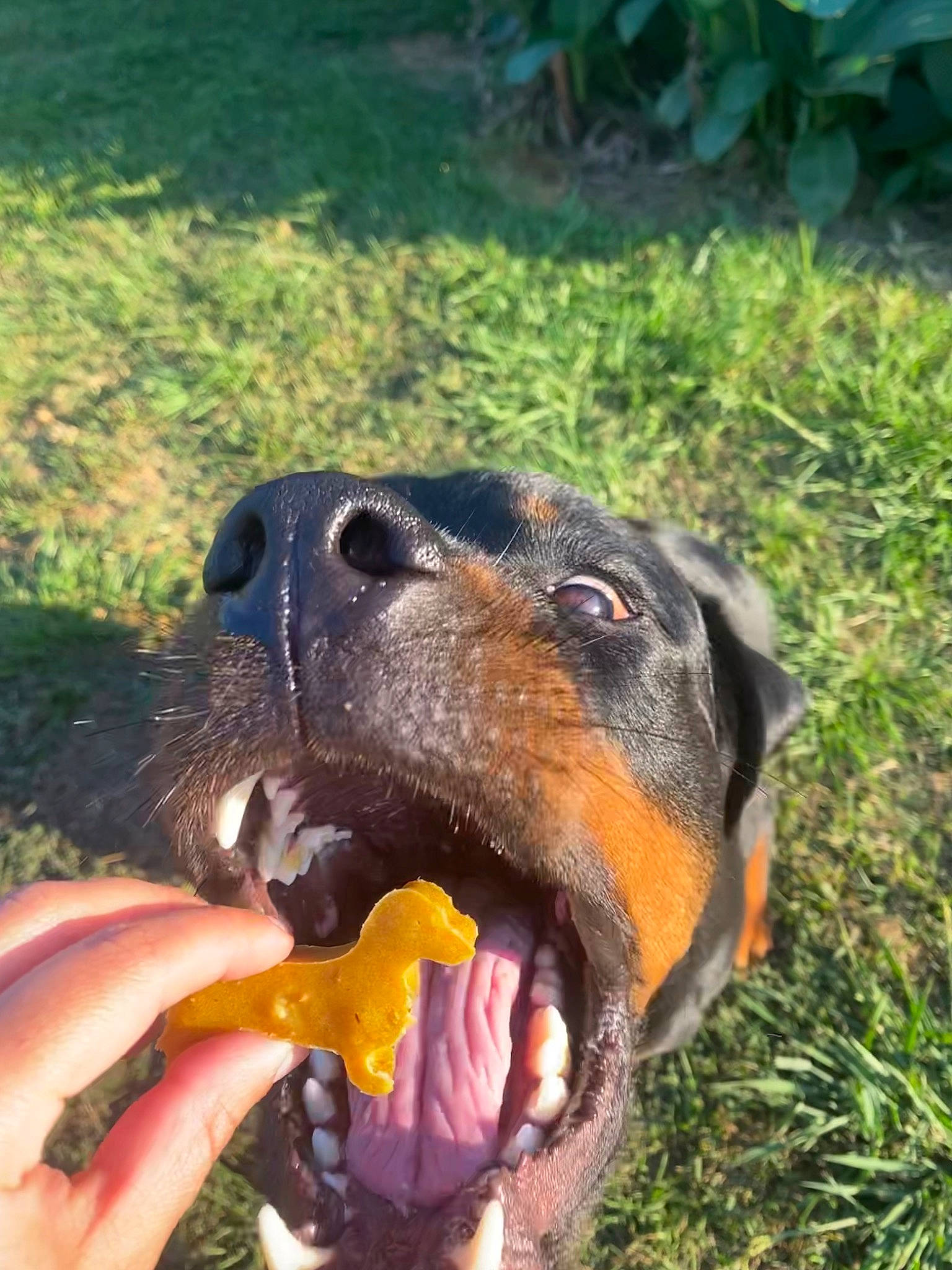 Moose joined the competition — help win amazing prizes! canidae, carnivore, collar, companion_dog, dog, dog_breed, fawn, grass, guard_dog, hound, hunting_dog, nail, paw, plant, snout, sporting_group, thumb, working_animal, working_dog