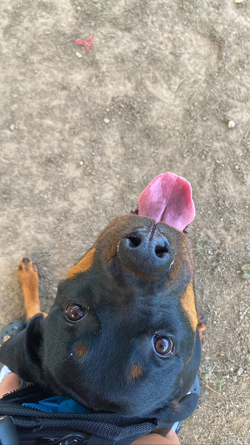 Moose is registered to the contest to win money with this photo: asphalt, canidae, carnivore, dog, dog_breed, fashion_accessory, fawn, grass, mammal, petal, plant, recreation, road_surface, snout, soil, sporting_group, toy, vertebrate, whiskers, working_animal