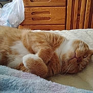 Pumpkin is registered to the contest to win money with this photo: cat, sleeping, orange_cat, white_fur, blanket, bed, furniture, dresser, indoor, cozy, nap, pet, domestic_cat, fur, relaxing, household, medicine_bottles, wood, soft_texture, resting