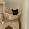 black_cat, kitten, cat_hammock, cat_tree, toy_mouse, plush, beige, curious, pet, indoor, feline, animal, cozy, cute, small, resting, home, wall, corner, playful