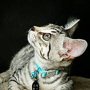 Scruff joined the competition — help win amazing prizes! animal, bell, black_background, cat, closeup, collar, curious, cute, feline, fur, green_eyes, indoor, kitten, pet_tag, portrait, resting, soft_light, tabby, whiskers, young