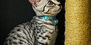 Scruff joined the competition — help win amazing prizes! animal, black_background, blue_collar, cat, close_up, collar, curious, domestic_cat, furry_toy, indoor, kitten, pet, playing, scratching_post, side_view, sitting, spotted_fur, striped_fur, toy, young_cat