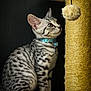 animal, black_background, blue_collar, cat, close_up, collar, curious, domestic_cat, furry_toy, indoor, kitten, pet, playing, scratching_post, side_view, sitting, spotted_fur, striped_fur, toy, young_cat