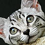 Scruff is registered to the contest to win money with this photo: animal, black_background, cat, close_up, curious, ears, expression, face, feline, fur, green_eyes, indoor, looking, pet, portrait, resting, soft, tabby, texture, whiskers