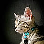 Scruff is registered to the contest to win money with this photo: animal, cat, close_up, collar, curious, cute, dark_background, domestic_cat, ears, eyes, feline, fur, indoor, looking_away, pet, portrait, profile, soft_light, tabby, whiskers
