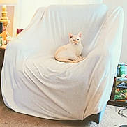 Sugar joined the competition — help win amazing prizes! cat, chair, white_cloth, indoor, lamp, furniture, pet, cozy, carpet, relaxing, household_items, cream_colored_cat, curtains, living_room, domestic, calm, seated, animal, cute, quiet
