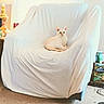 cat, chair, white_cloth, indoor, lamp, furniture, pet, cozy, carpet, relaxing, household_items, cream_colored_cat, curtains, living_room, domestic, calm, seated, animal, cute, quiet