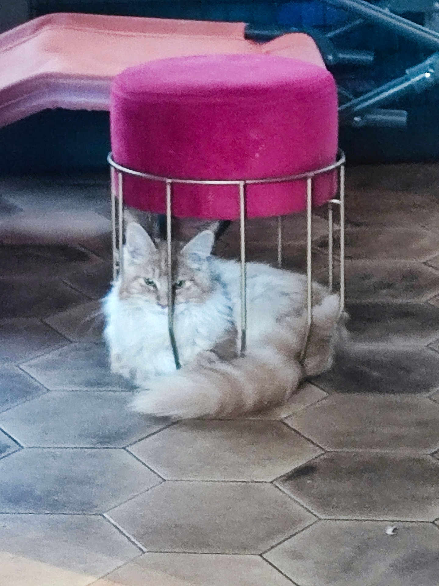 Amaya a rejoint le concours — aidez-le/la à gagner de superbes lots ! cat, fluffy, stool, pink, golden, floor, tile, pet, animal, indoor, resting, furniture, cozy, cute, relaxed, fur, tail, whiskers, ears, eyes