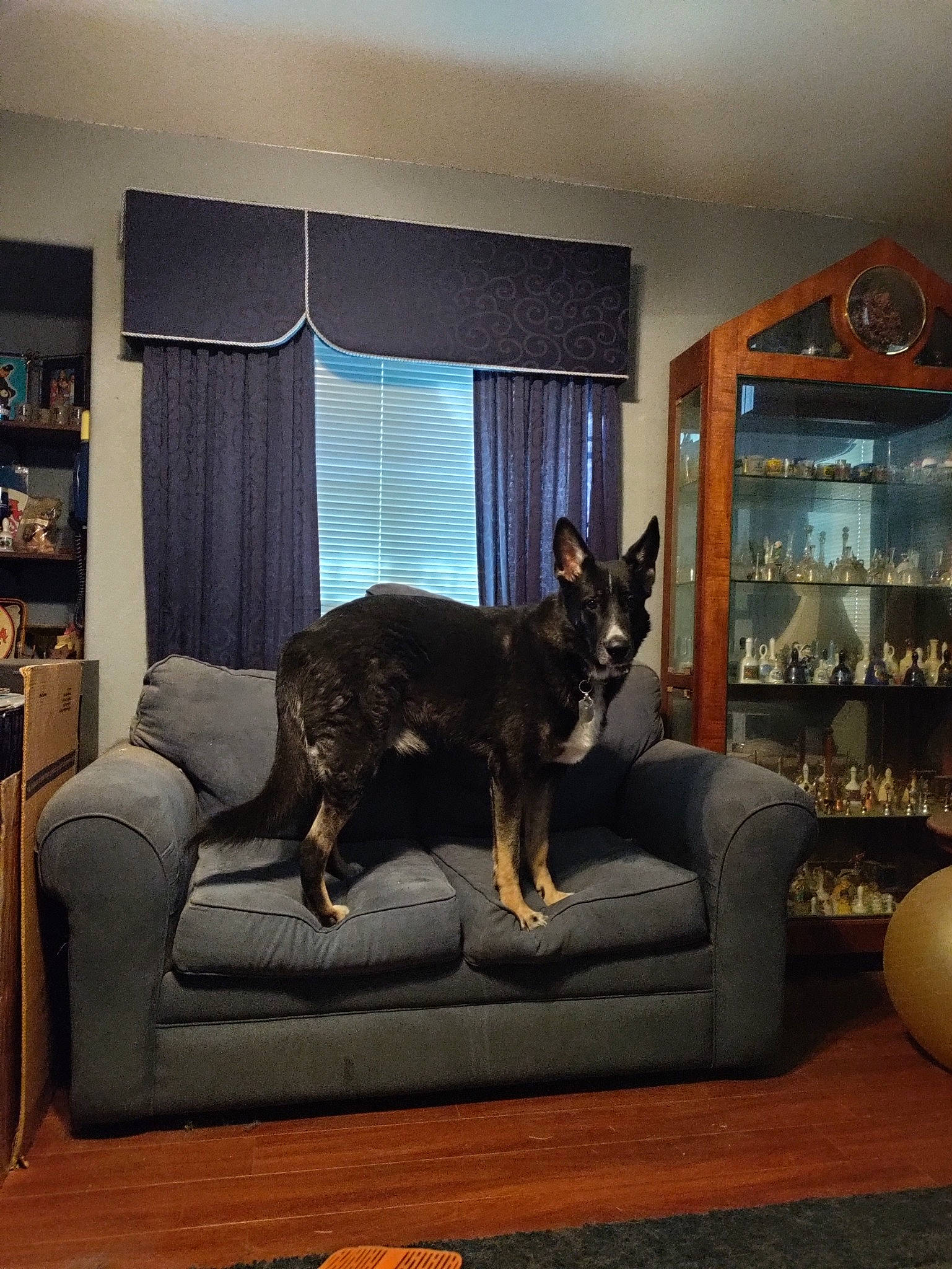 Pep is registered to the contest to win money with this photo: brown, carnivore, comfort, companion_dog, couch, dog, dog_breed, floor, flooring, furniture, hardwood, living_room, picture_frame, shelf, sofa_bed, studio_couch, tints_and_shades, window, window_blind, wood