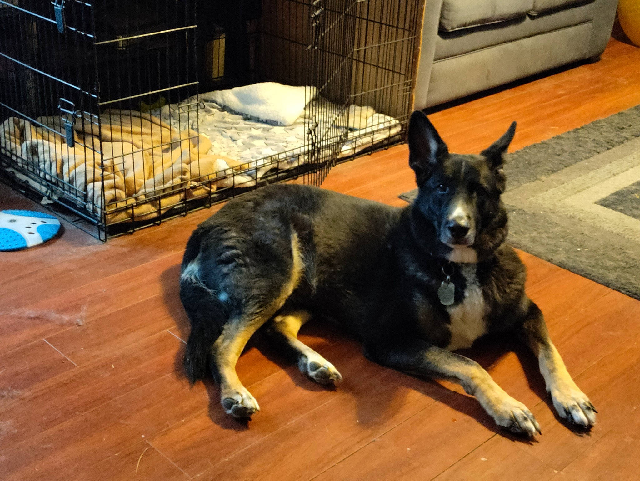 Pep joined the competition — help win amazing prizes! animal_shelter, canidae, companion_dog, dog, dog_breed, drawer, flooring, fur, guard_dog, hardwood, herding_dog, old_german_shepherd_dog, pet_supply, sporting_group, tail, terrestrial_animal, varnish, wood, working_animal, working_dog