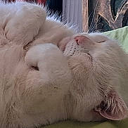 Missy Puti participe au concours pour gagner de l'argent avec cette photo : cat, white_cat, sleeping, fur, pet, animal, cozy, resting, indoor, closeup, cute, whiskers, relaxed, paw, nose, ear, soft, peaceful, feline, bed