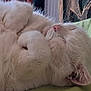 animal, bed, cat, closeup, cozy, cute, ear, feline, fur, indoor, nose, paw, peaceful, pet, relaxed, resting, sleeping, soft, whiskers, white_cat