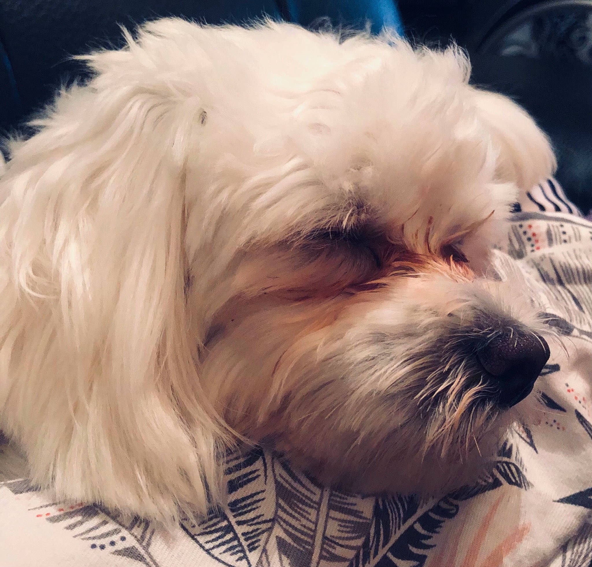 Raven participe au concours pour gagner de l'argent avec cette photo : canidae, carnivore, cavapoo, cockapoo, companion_dog, dog, dog_breed, havanese, head, kyi_leo, maltepoo, maltese, mammal, nose, puppy, puppy_love, schnoodle, shih_tzu, snout, vertebrate