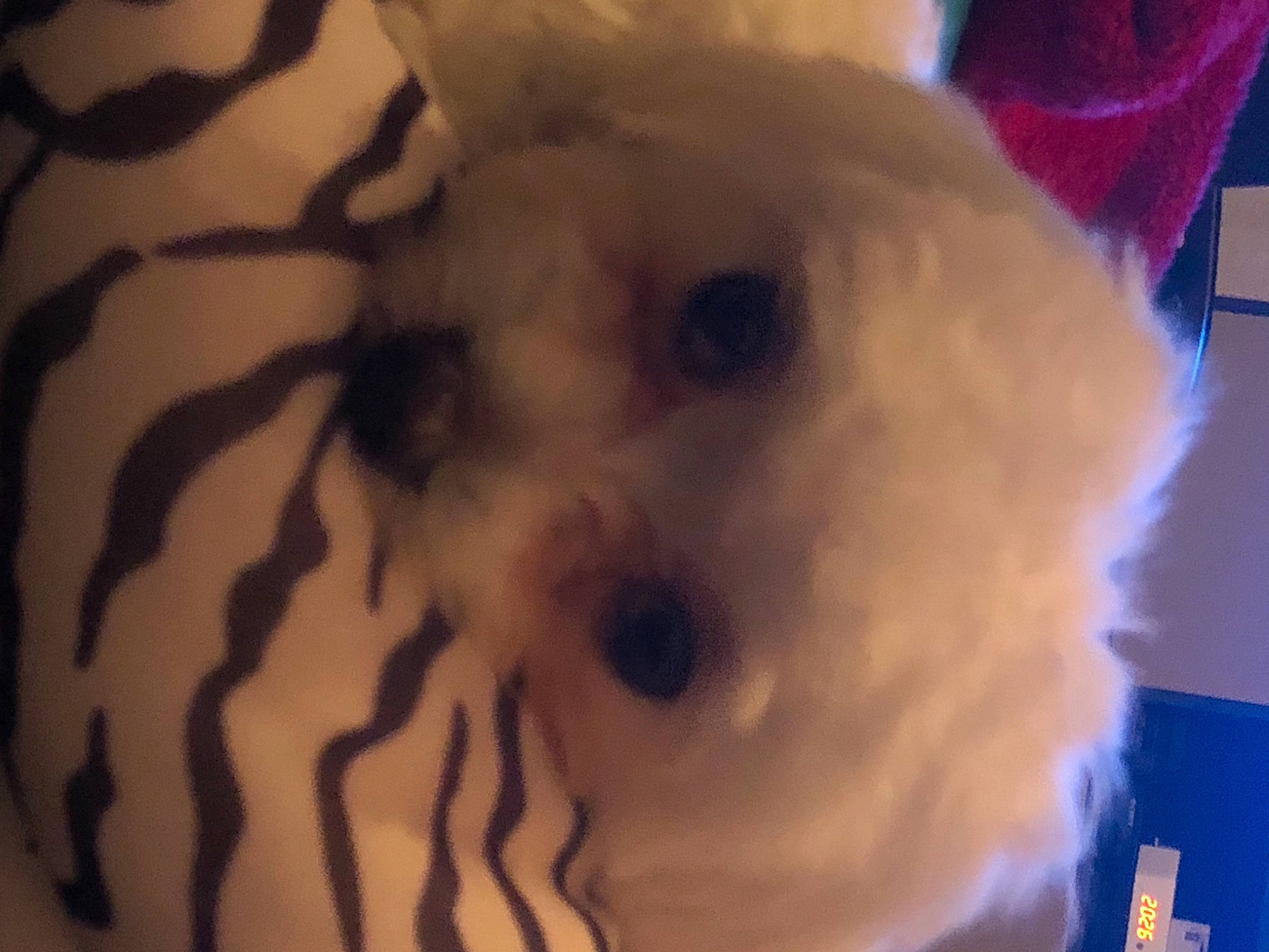 Raven a rejoint le concours — aidez-le/la à gagner de superbes lots ! bichon, bolognese, canidae, carnivore, cavachon, cockapoo, companion_dog, dog, dog_breed, maltepoo, maltese, morkie, non_sporting_group, poodle, puppy, schnoodle, shih_tzu, snout, toy_dog, toy_poodle