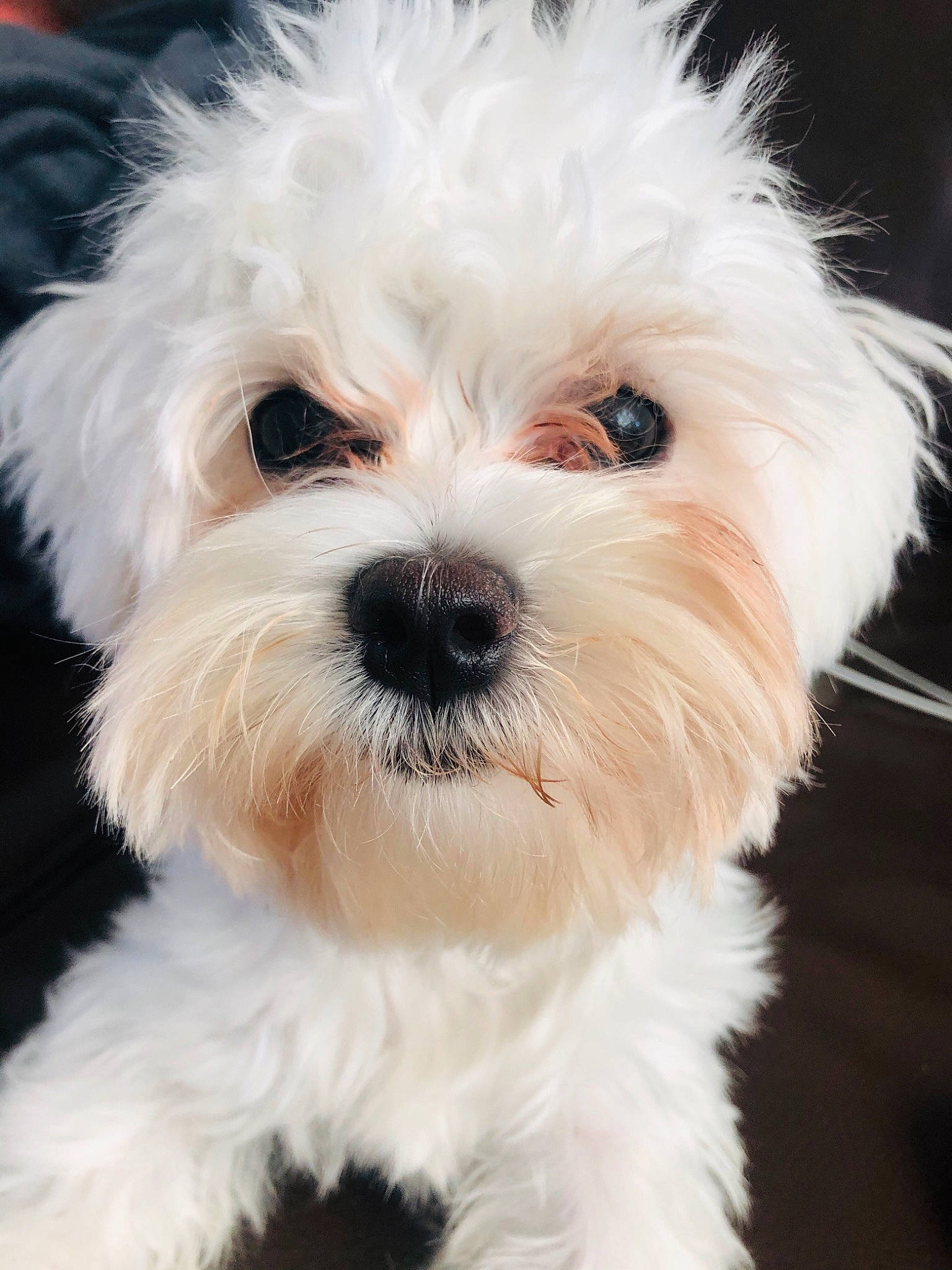 Raven a rejoint le concours — aidez-le/la à gagner de superbes lots ! bichon, bolognese, bolonka, canidae, carnivore, companion_dog, dog, dog_breed, havanese, kyi_leo, lowchen, maltepoo, maltese, mammal, non_sporting_group, puppy, rare_breed_dog, snout, toy_dog, vertebrate