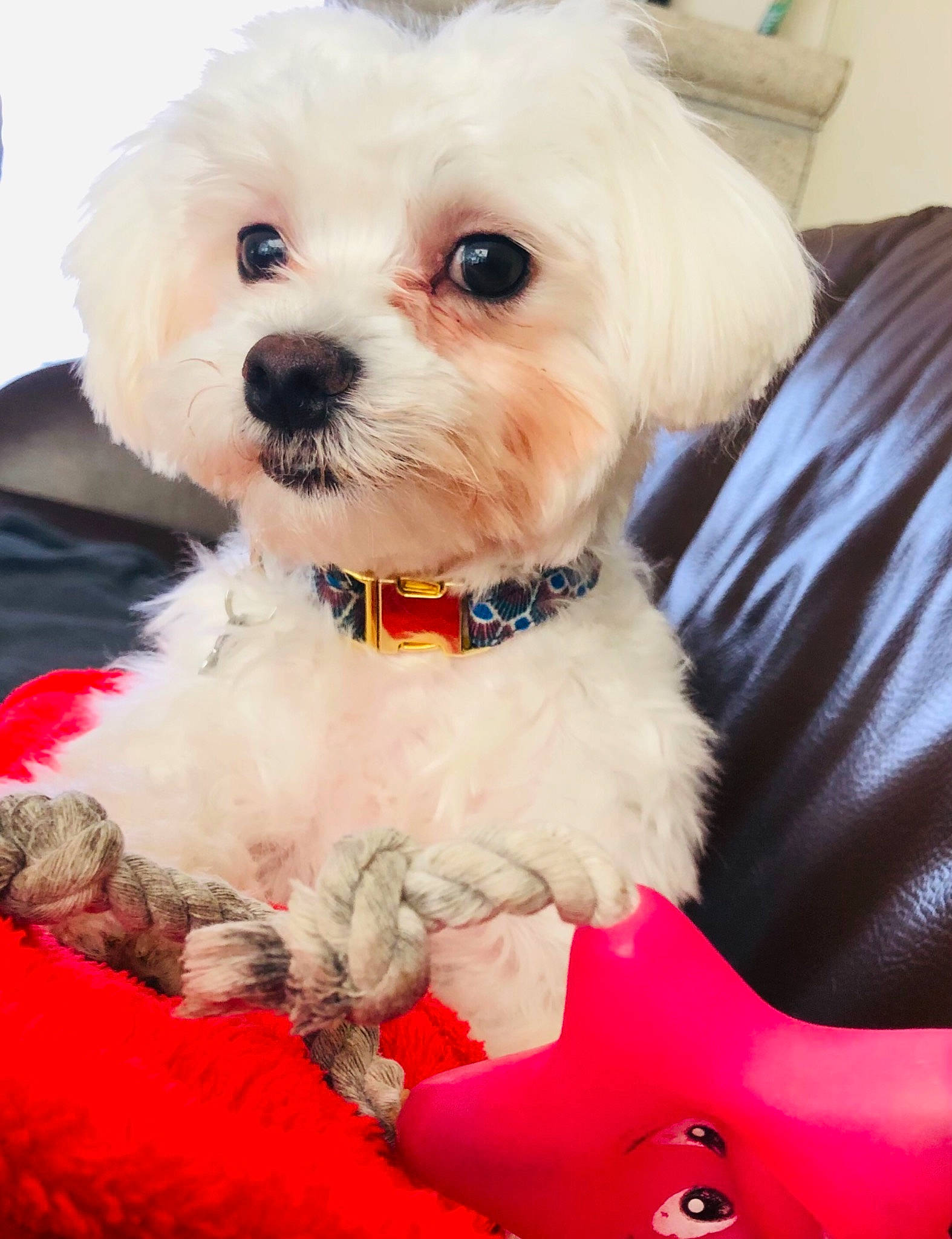 Raven participe au concours pour gagner de l'argent avec cette photo : bichon, bolognese, bolonka, canidae, carnivore, companion_dog, dog, dog_breed, dog_clothes, maltepoo, maltese, mammal, morkie, puppy, puppy_love, schnoodle, shih_tzu, snout, vertebrate, west_highland_white_terrier