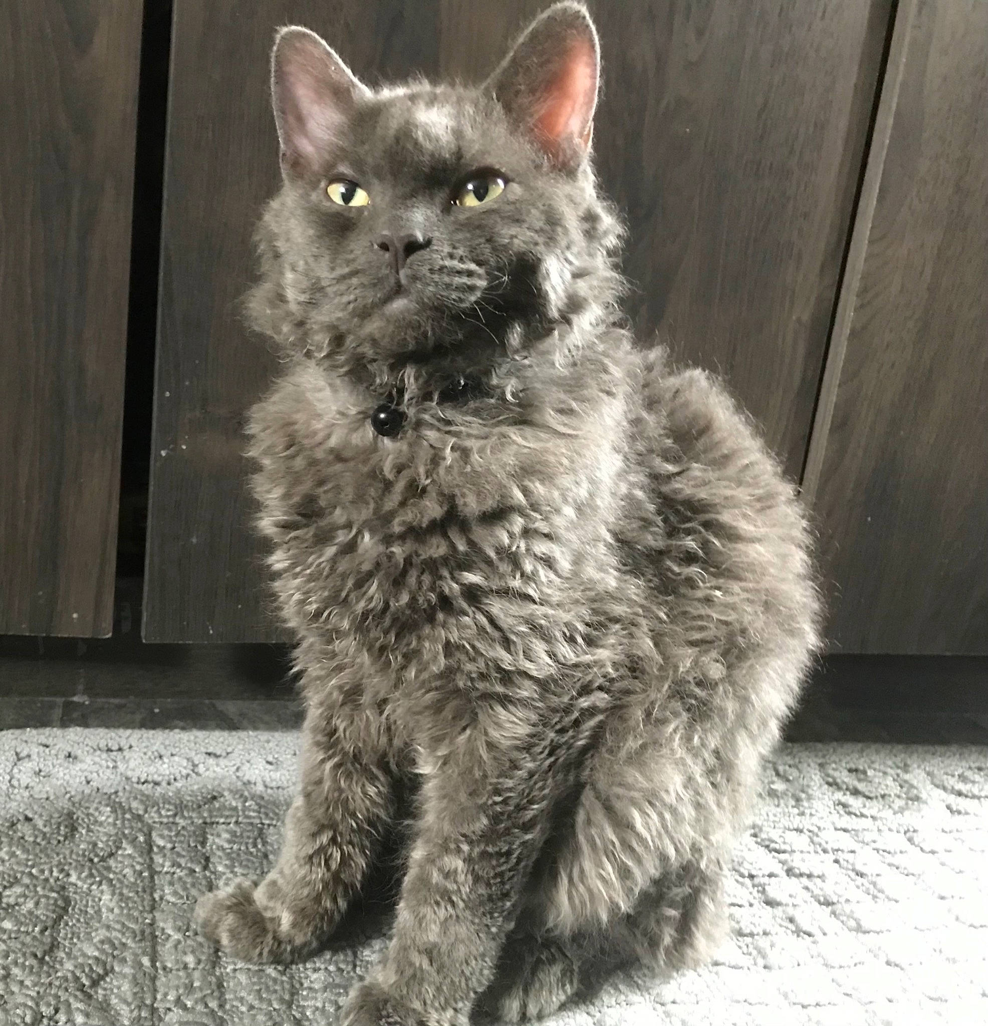 Issach joined the competition — help win amazing prizes! automotive_tire, carnivore, cat, claw, comfort, domestic_short_haired_cat, felidae, fur, grey, monochrome, monochrome_photography, paw, sitting, small_to_medium_sized_cats, snout, tail, terrestrial_animal, whiskers, window