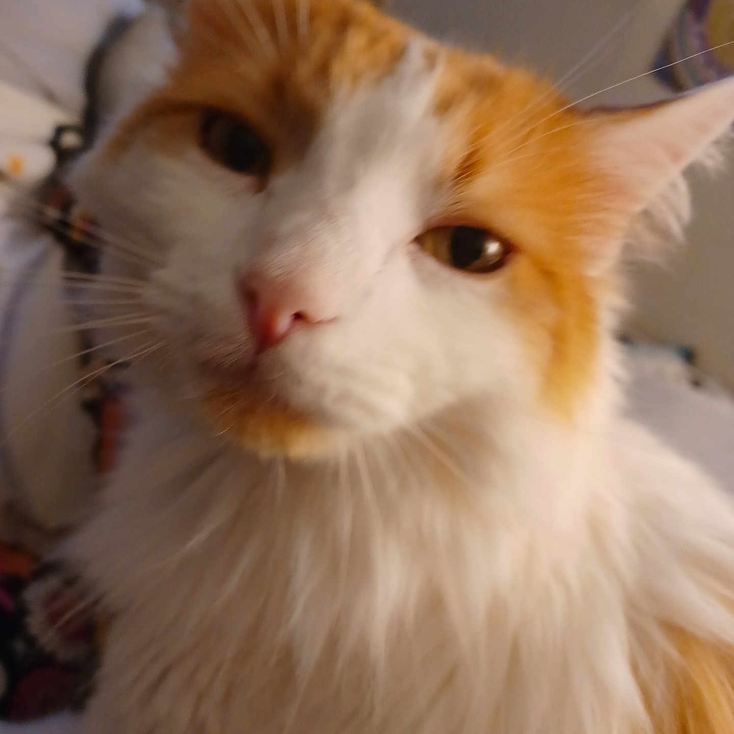 Jaxson is registered to the contest to win money with this photo: abyssinian, accessories, angora, animal, cat, hardwood, kitten, manx, pet, plywood, siamese, strap, wood